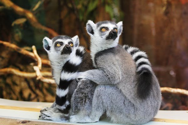 Voyage à madagascar : un itinéraire inoubliable à découvrir